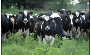 Friesian Cattle