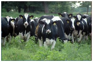 Friesian Cattle